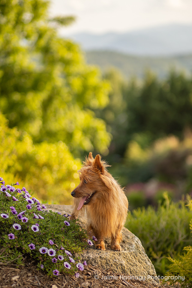 Black Mountain Dog Photographer