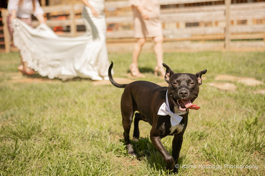 Wedding at Airbnb in Asheville Photographer
