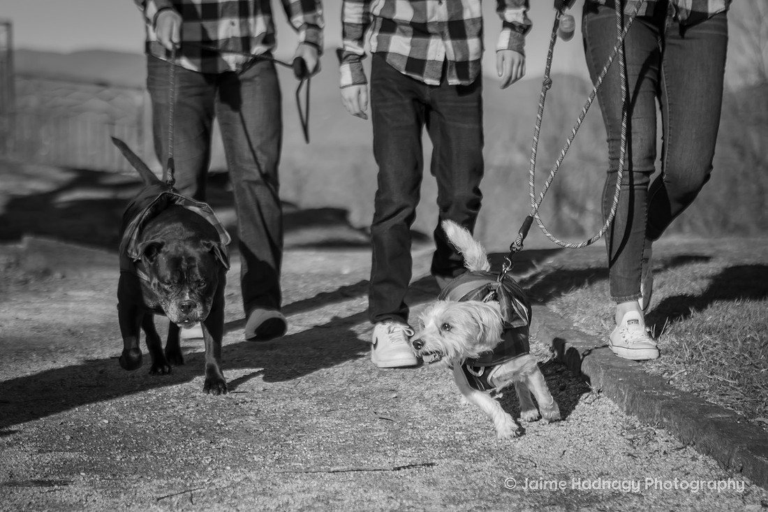 Dog Photoshoot with family in the mountains