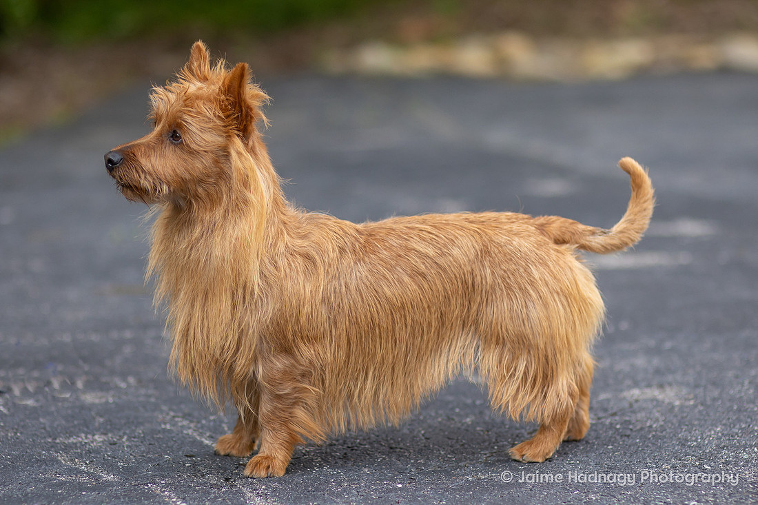 Adorable Dog Photography | Asheville Photographer