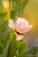Benjamin & Mellie: Surprise Proposal at Neverending Flower Farm