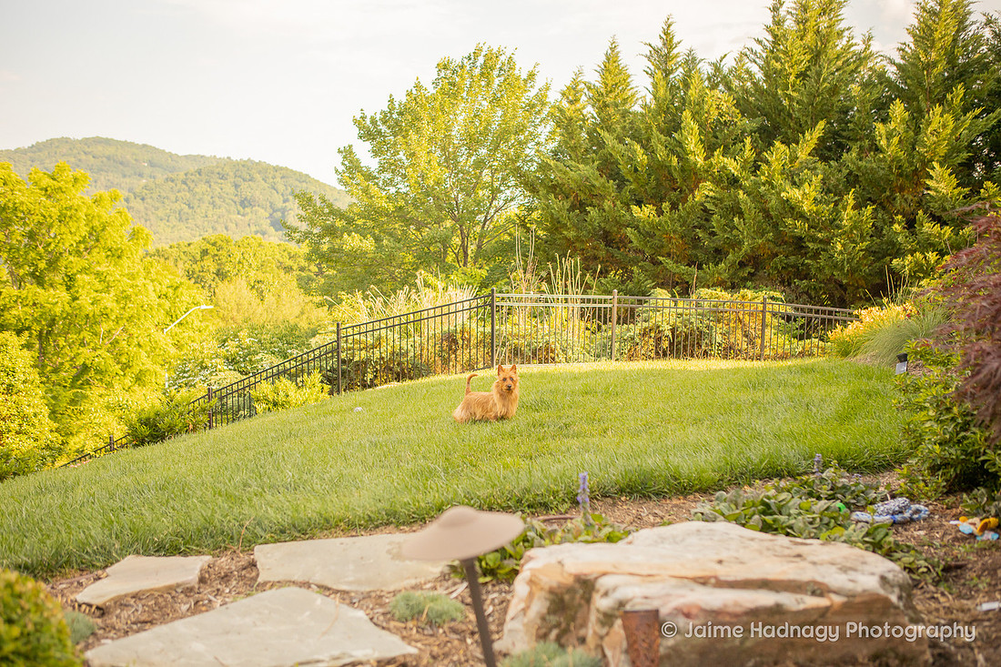 Pet Portraits in Asheville | Dog Photographer