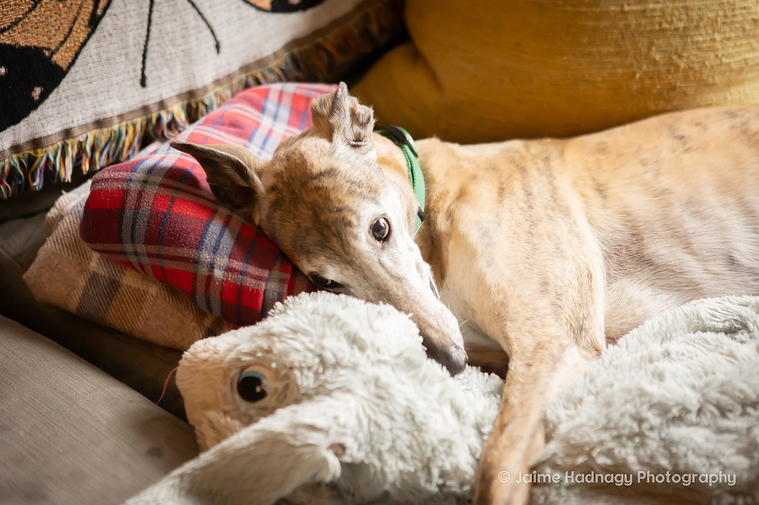 In Home Senior Dog Photo Session | Black Mountain NC Pet Photographer