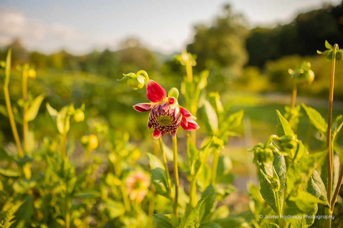 Asheville Engagement Photographer at The Never Ending Flower Farm