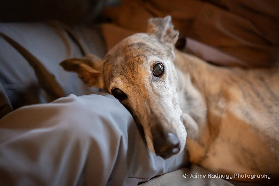 Family Dog Photoshoot in Home | Asheville Pet Photographer