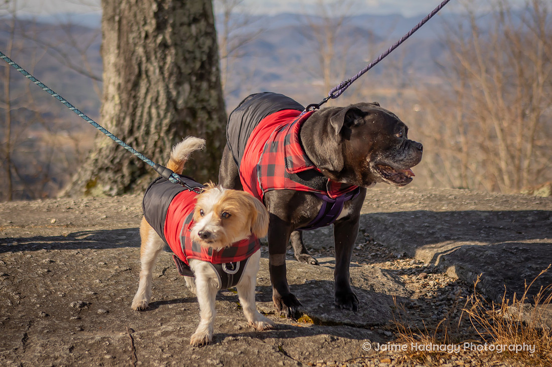 End of Life Dog Photography | Family Photos with Pets