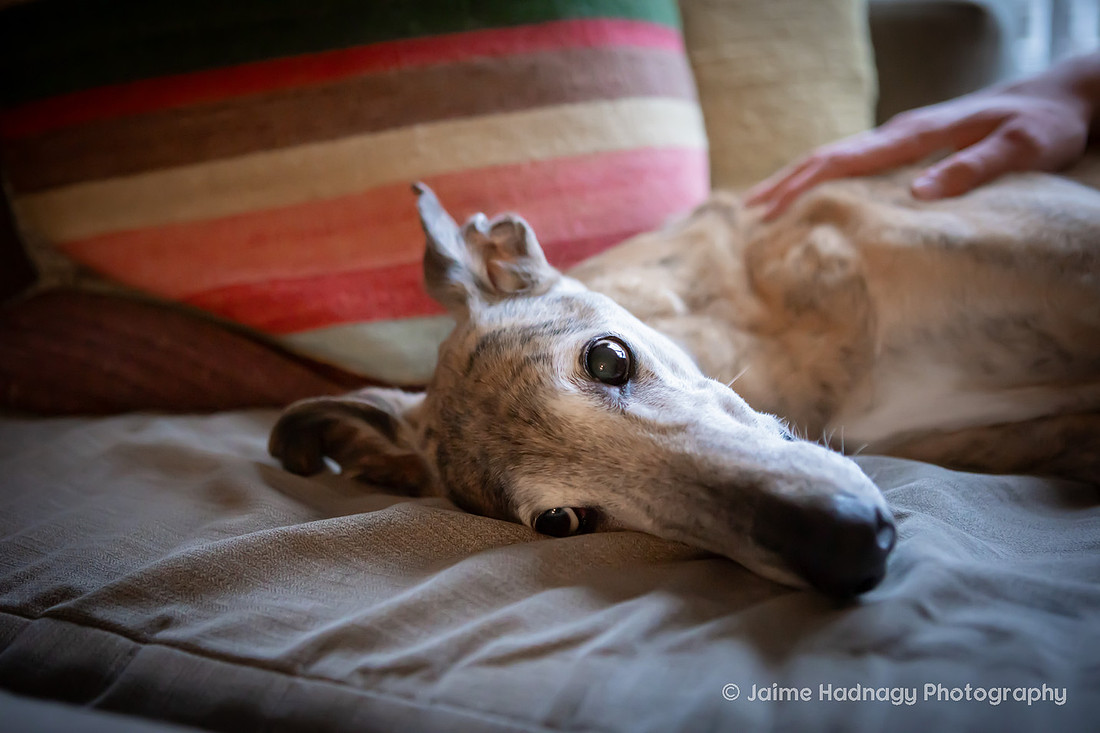 Senior Greyhound Photoshoot | Asheville dog Photographer