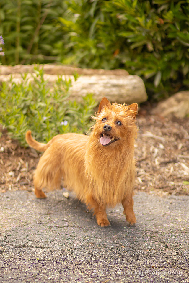 Dog Portrait Session | Asheville Pet Photographer