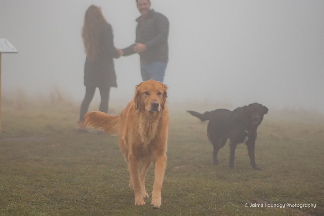 Foggy Engagement at Max Patch | Surprise Proposal Asheville Photographer