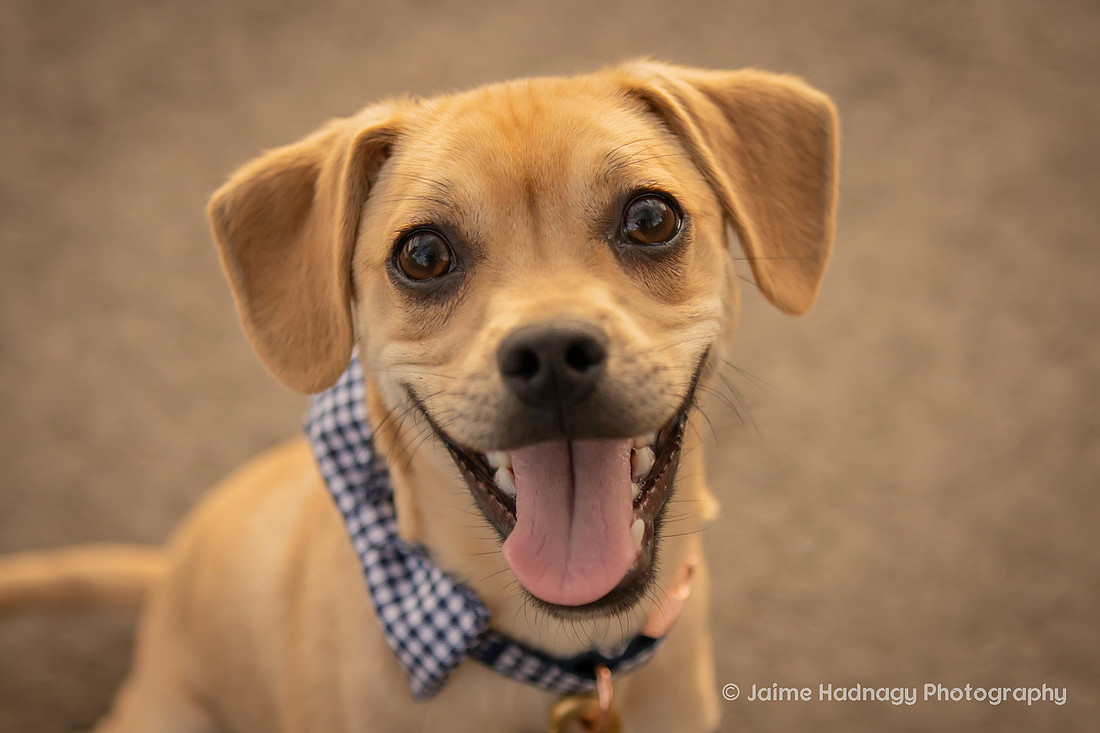 Pet Photoshoot at Lake Junaluska | Asheville Dog Photographer