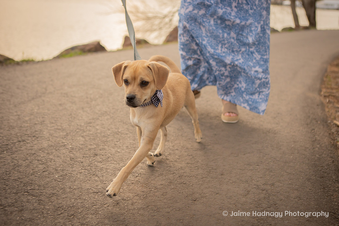 Adorable Dogs | Asheville Pet Photographer