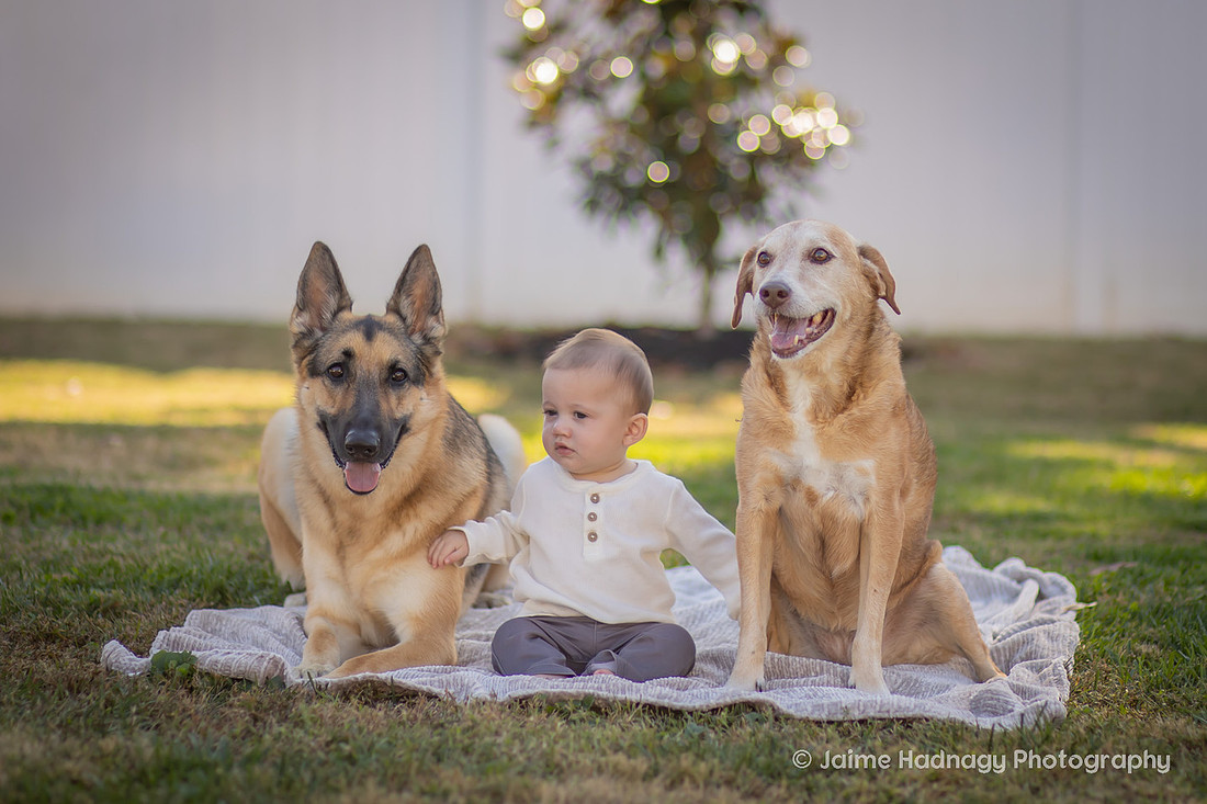 Family Photos with Baby and Dogs | Asheville Photographer