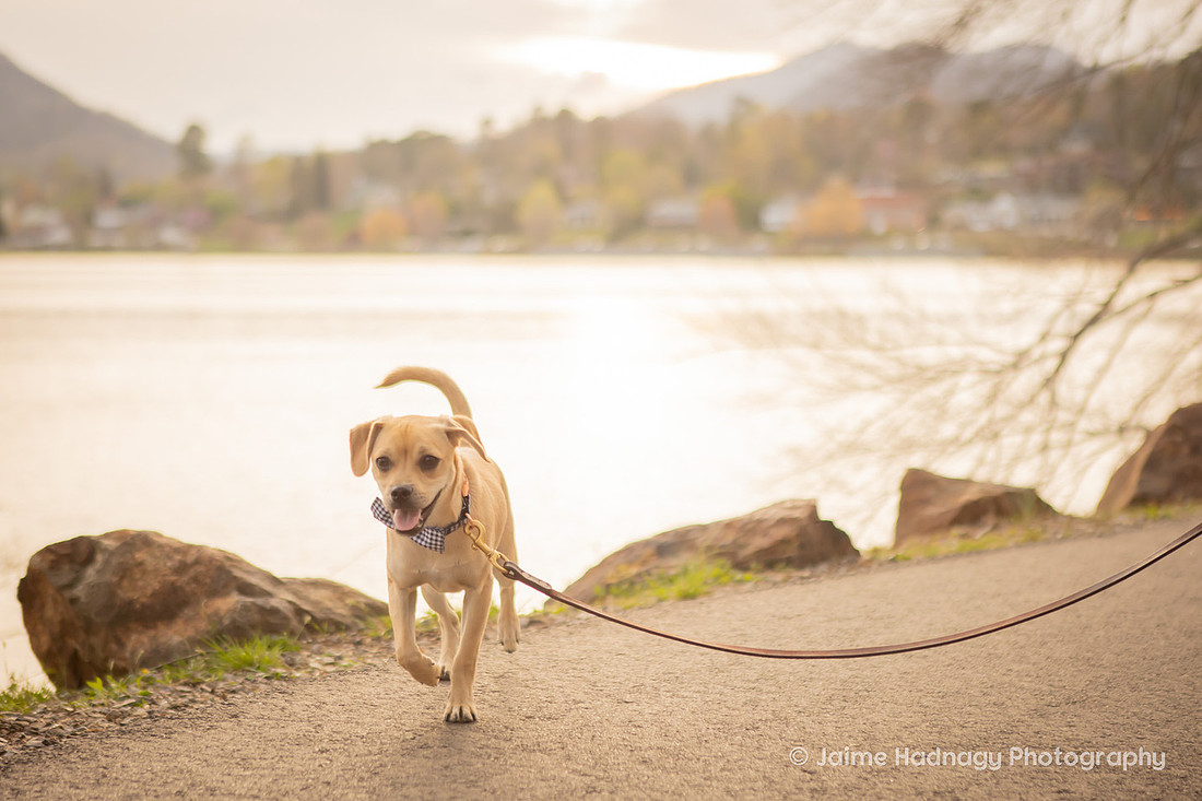 Pet Photoshoot at Lake Junaluska | Asheville Dog Photographer
