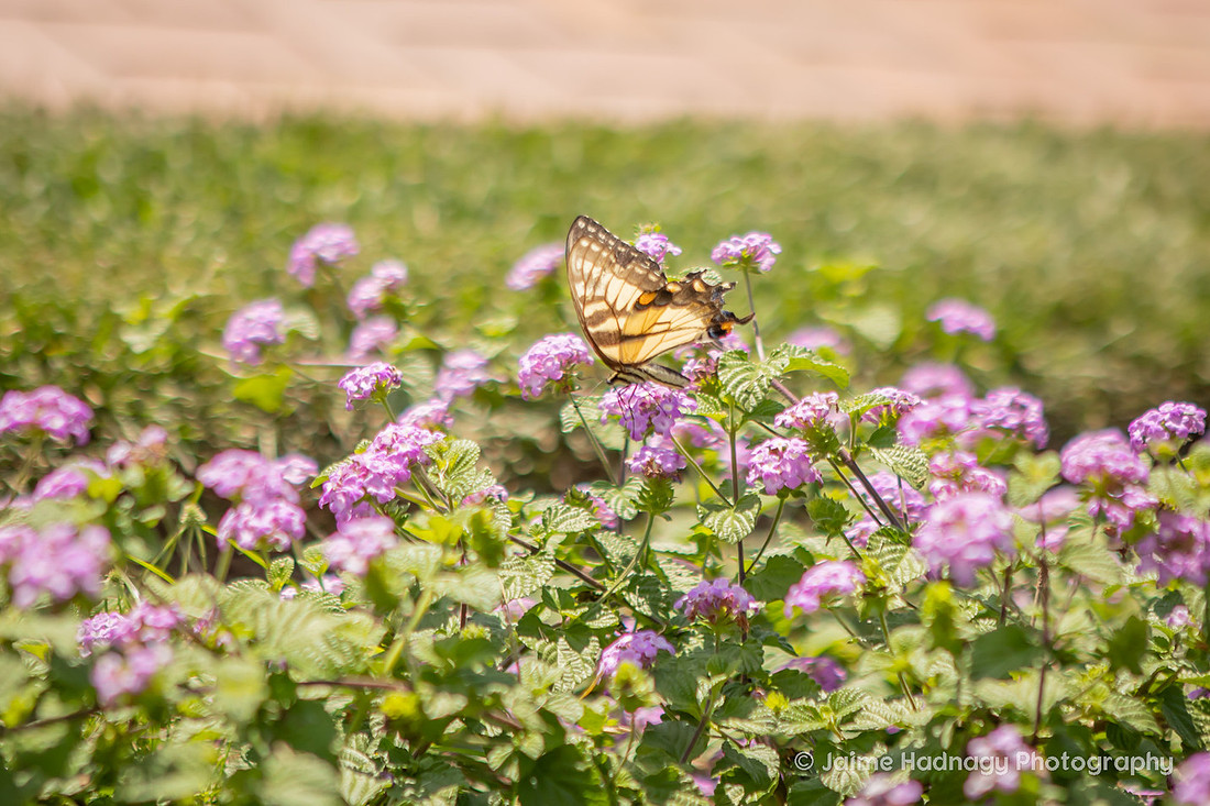 Purple Flowers with MOnarch Butterfly