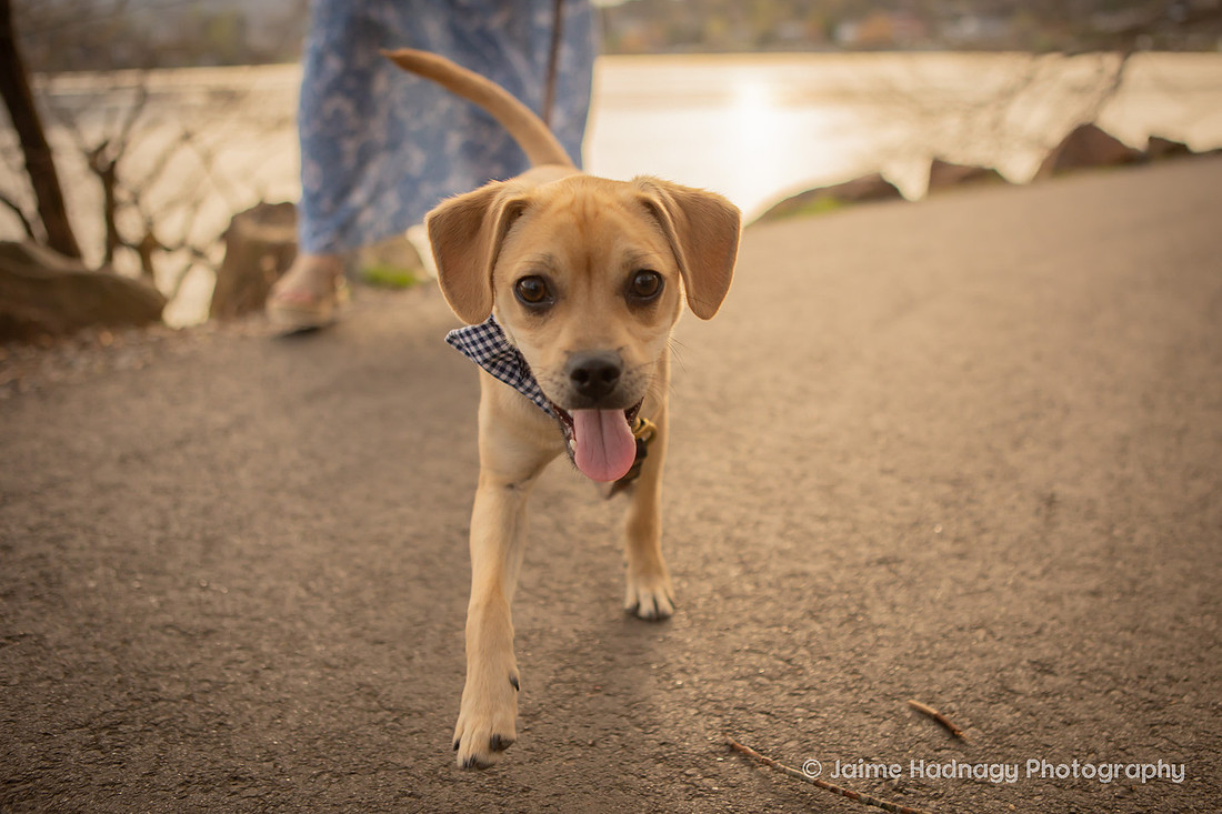 Pet Photoshoot at Lake Junaluska | Asheville Dog Photographer
