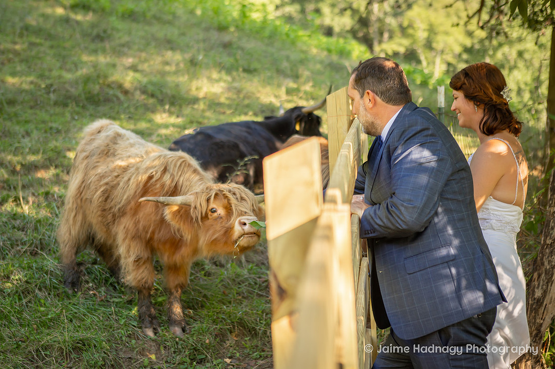 Wedding with Highland COws and Motorcycle | Asheville Elopement Photographer