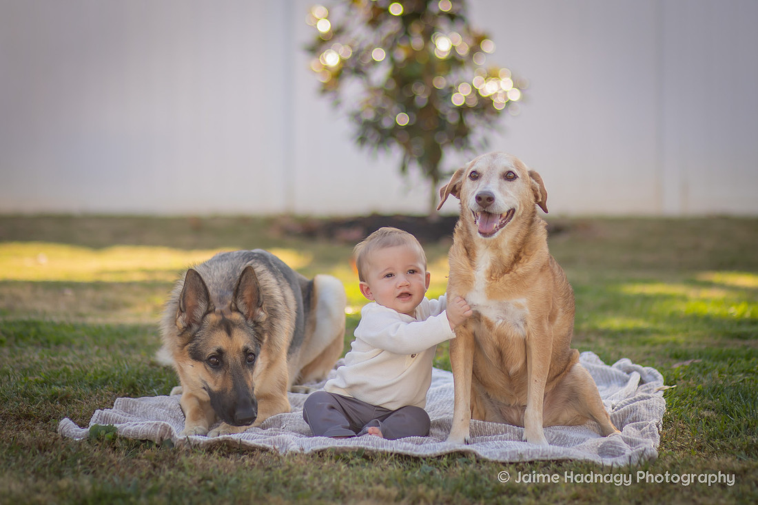 Family Photos with Baby and Dogs | Asheville Photographer