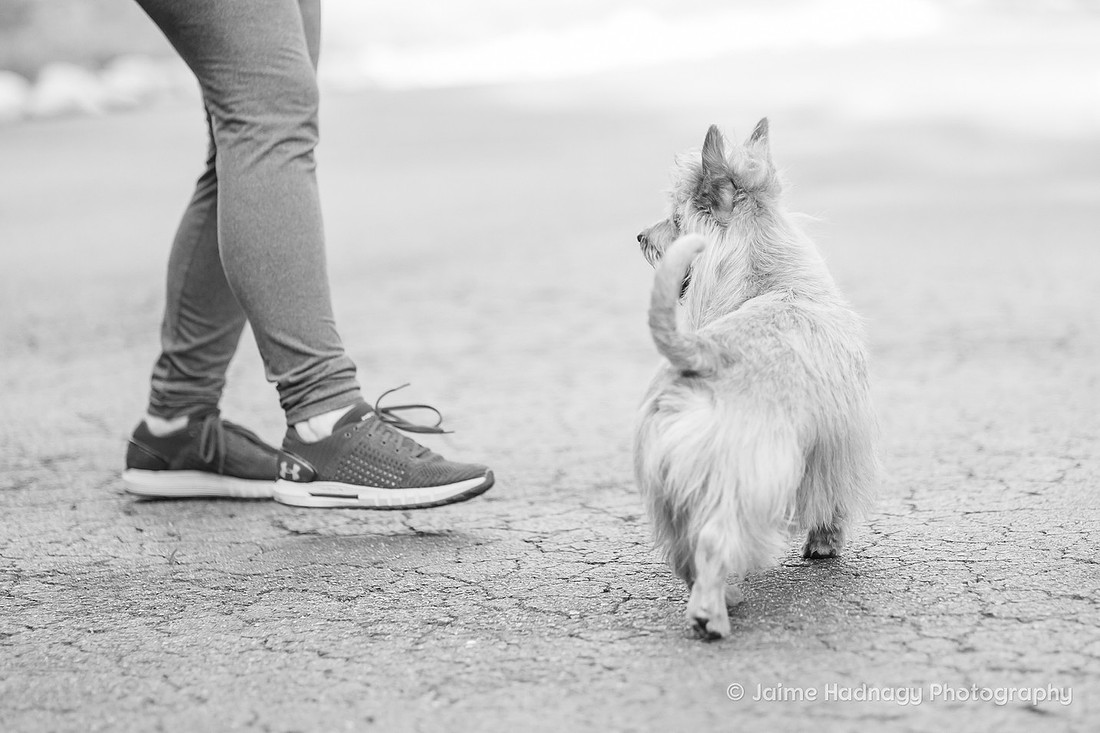 Furbaby Photoshoot | Asheville Pet Photographer