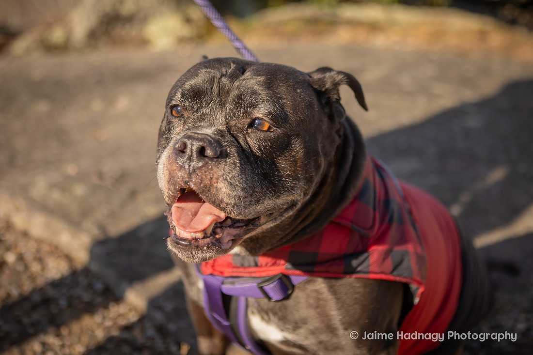 End of Life Dog Photography | Family Photos with Pets