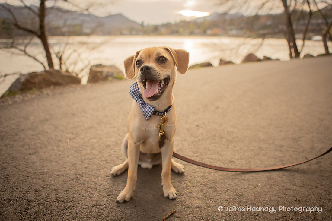 Cute Dog Photography | Asheville Pet Photographer 