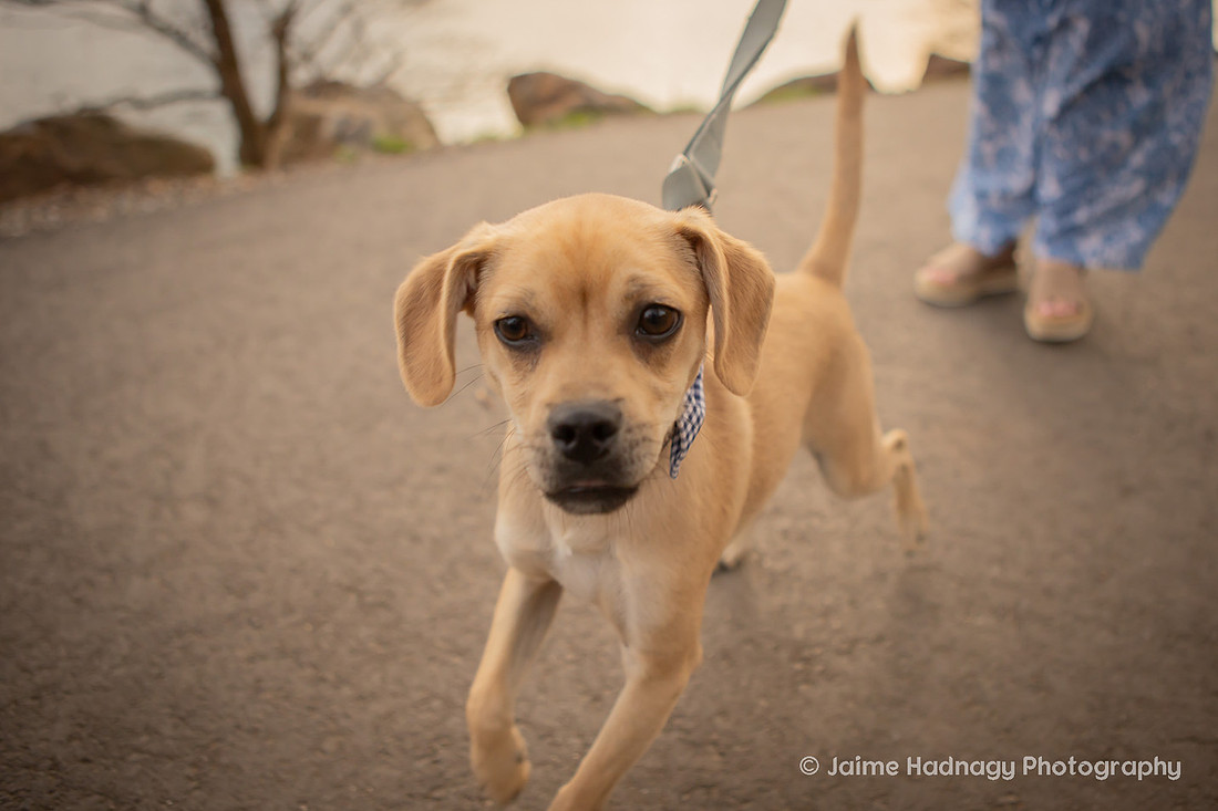 Adorable Dogs | Asheville Pet Photographer