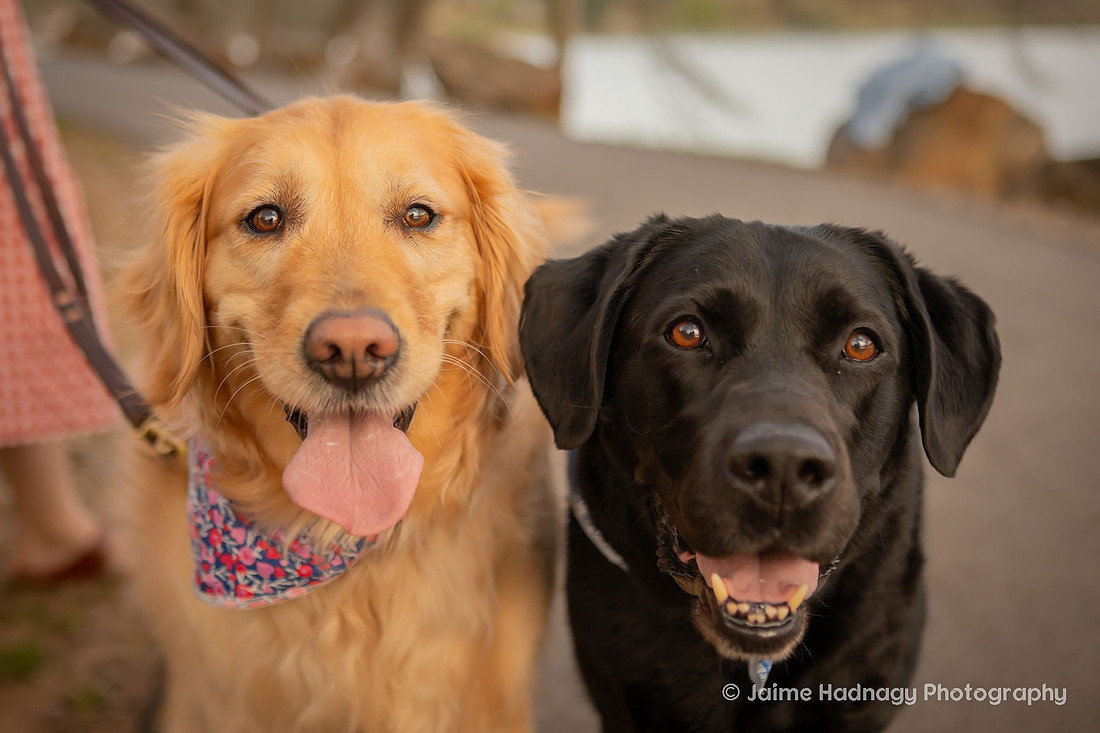 Adorable Dogs | Asheville Pet Photographer