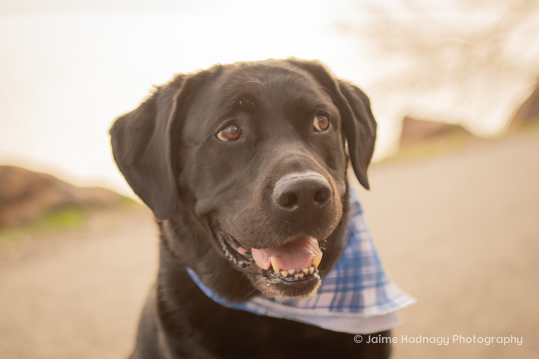 Pet Photoshoot at Lake Junaluska | Asheville Dog Photographer