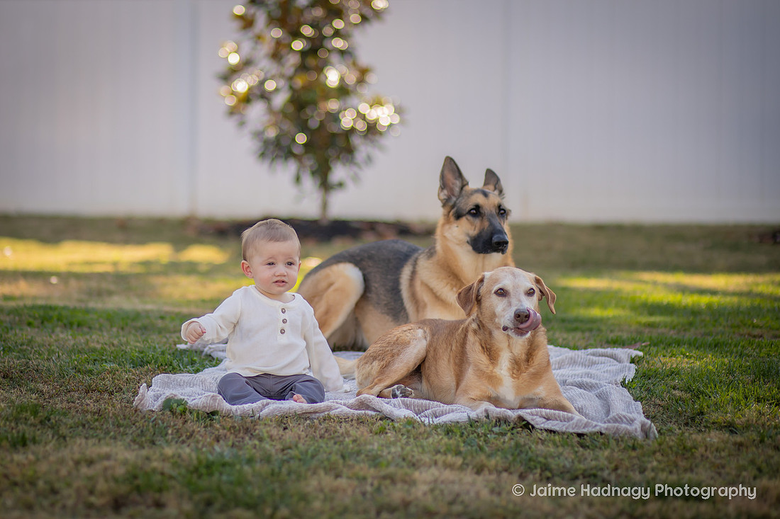 Family Photos with Baby and Dogs | Asheville Photographer