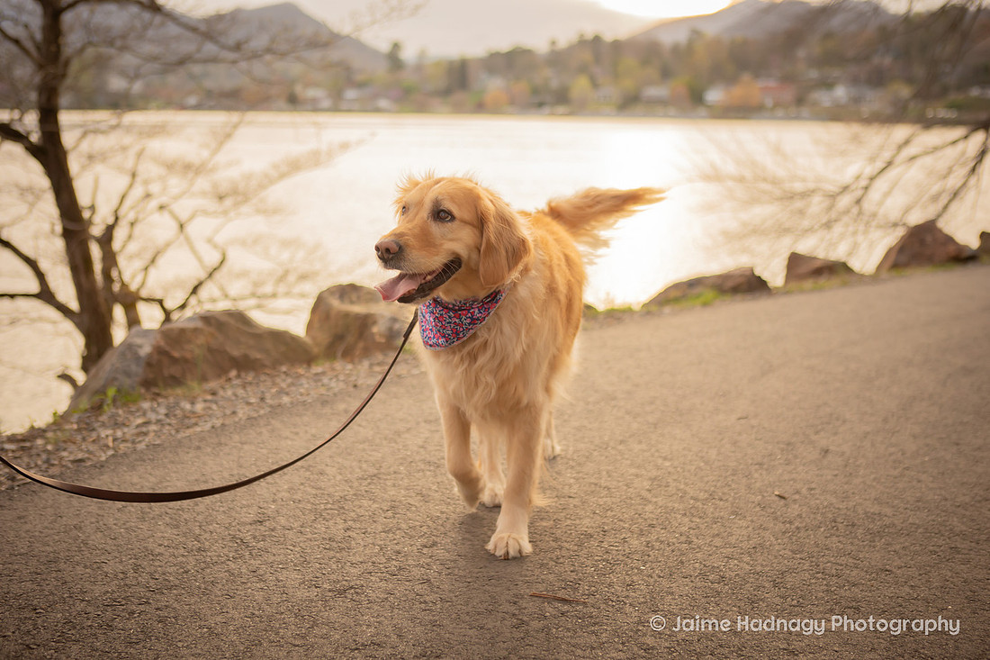 Cute Dog Photography | Asheville Pet Photographer 