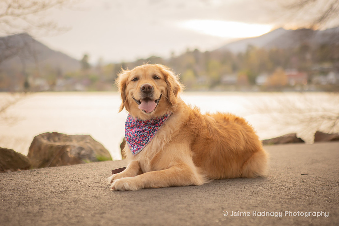 Cute Dog Photography | Asheville Pet Photographer 