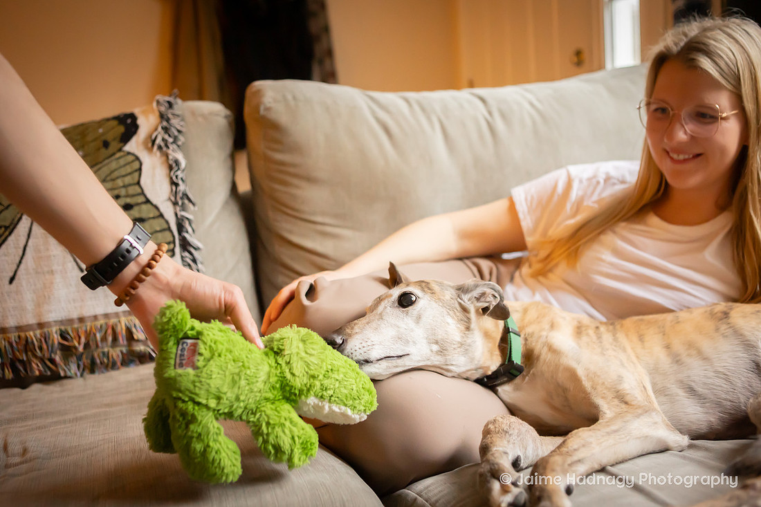 In Home Senior Dog Photo Session | Black Mountain NC Pet Photographer