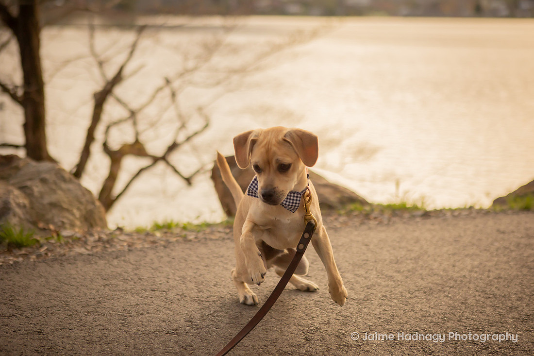 Pet Photoshoot at Lake Junaluska | Asheville Dog Photographer