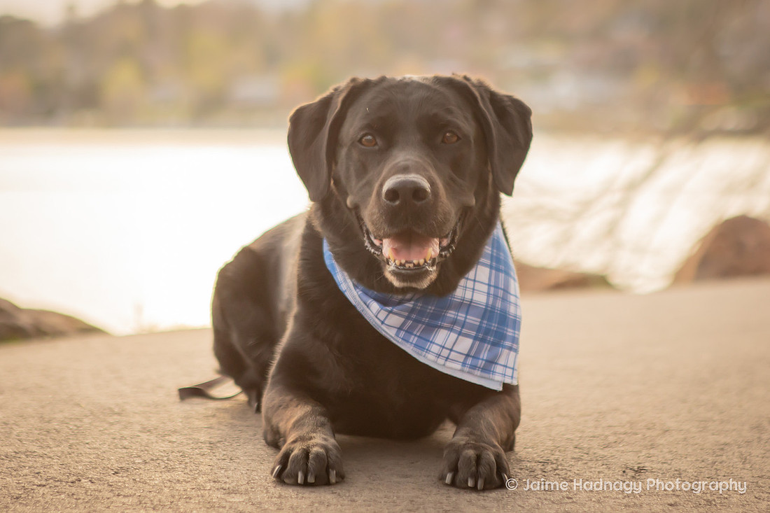Cute Dog Photography | Asheville Pet Photographer 