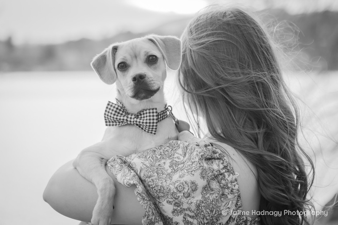 Adorable Dogs | Asheville Pet Photographer